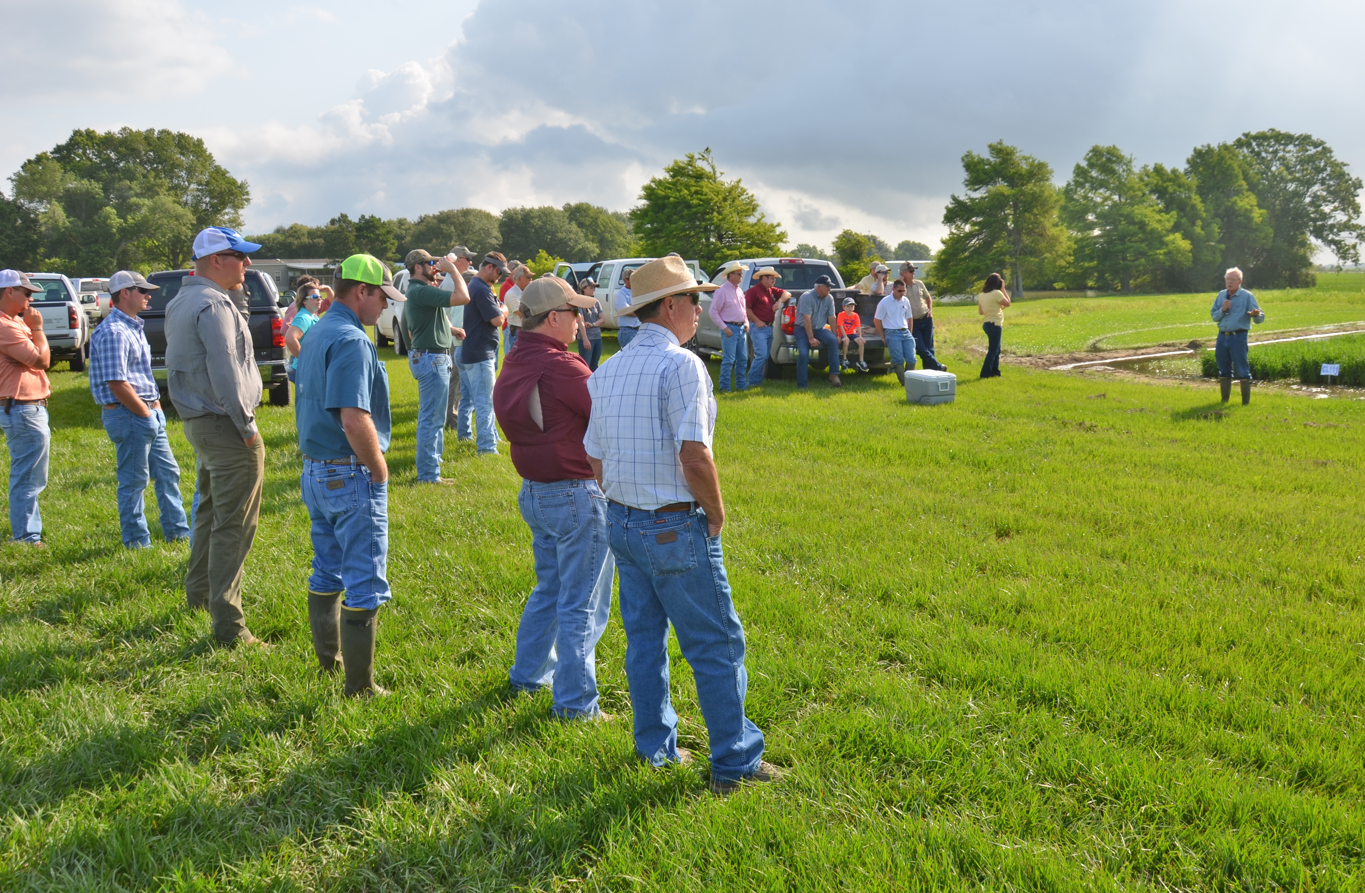 Possible new rice varieties subject of field days
